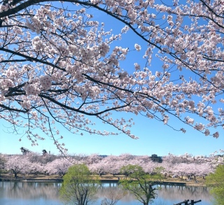 🌸